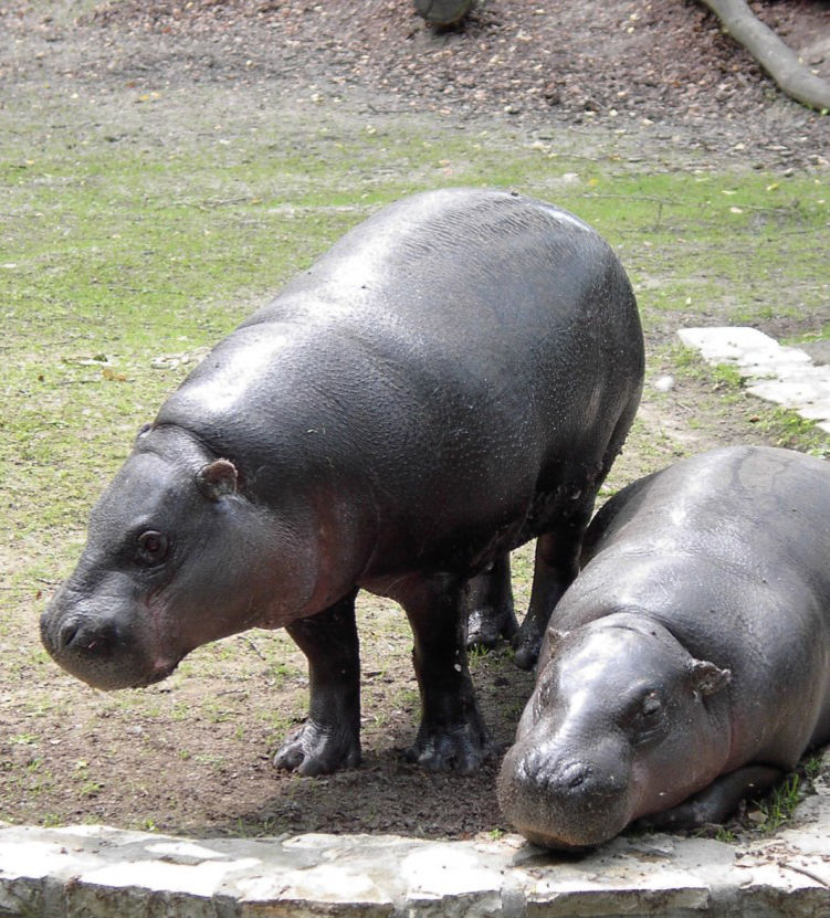 Hipopotam Karłowaty