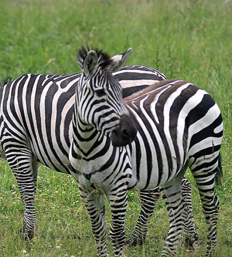 Zebra Równikowa