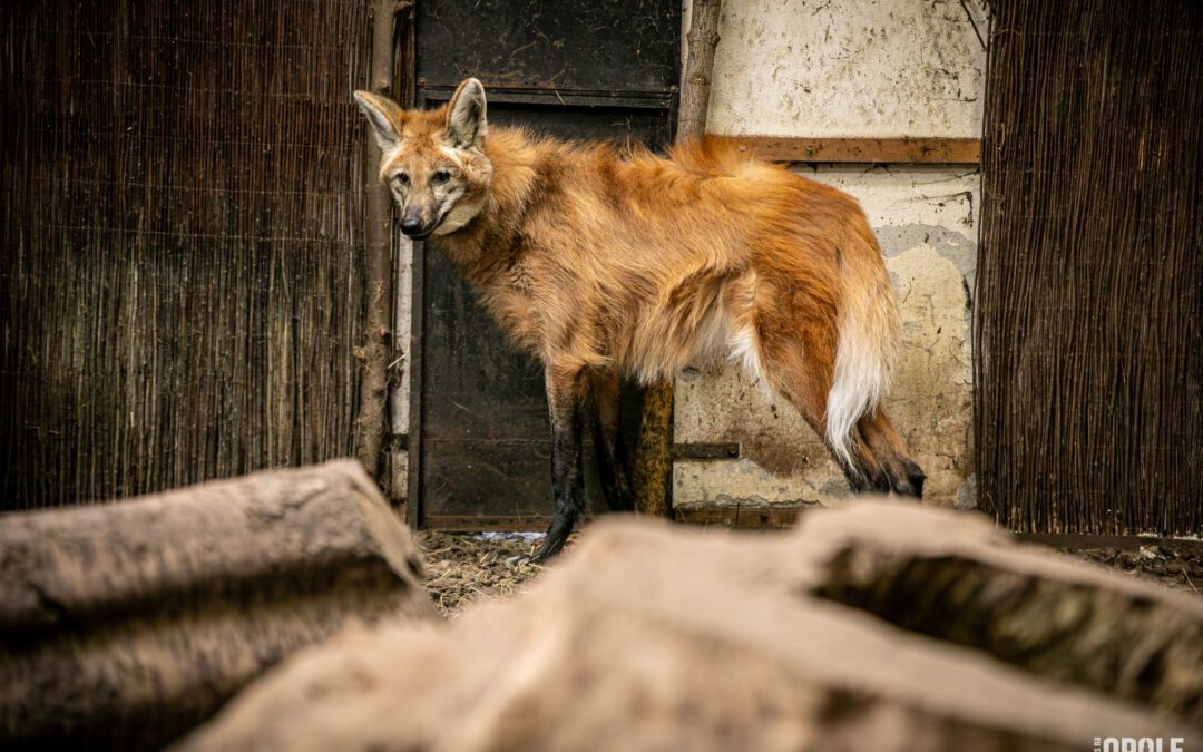 Nowy mieszkaniec opolskiego zoo już podbija serca!
