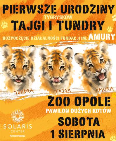 Pierwsze urodziny tygrysic Tajgi i Tundry